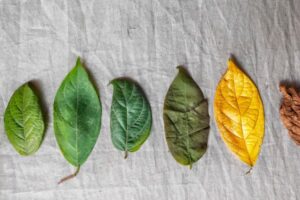 Ciclo de vida del emprendimiento